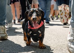 Tacskófalkaséta a DOGZ Fesztivál 2025-ön