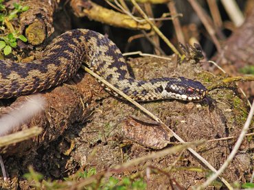 keresztes vipera