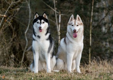 két gyönyörű husky a természetben