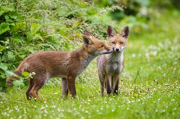 két róka figyel és összeérintik az arcukat