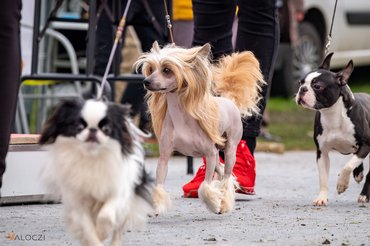 kínai meztelen kutya kiállításon