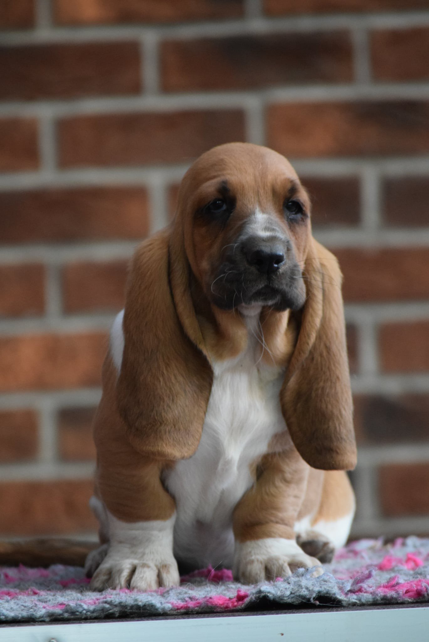 Basset hound a Nagyhegyi Pajkos Basset Hound Kennelből