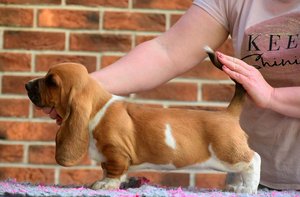 Kölyök basset hound a Nagyhegyi Pajkos Basset Hound Kennelből