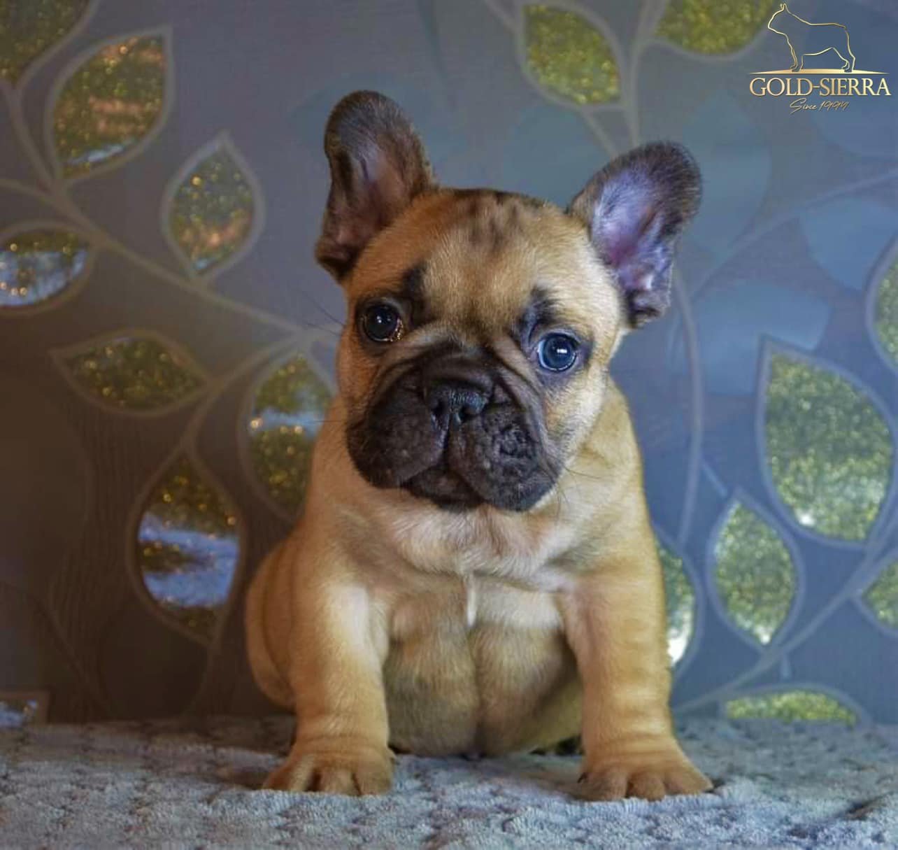 kölyök francia bulldog