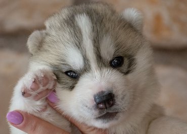 Kölyök szibériai husky