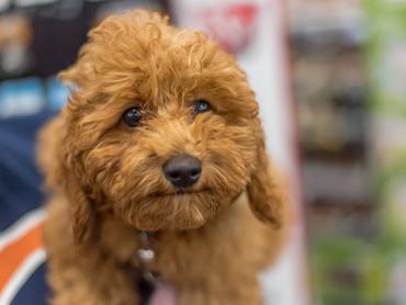 kölyök labradoodle