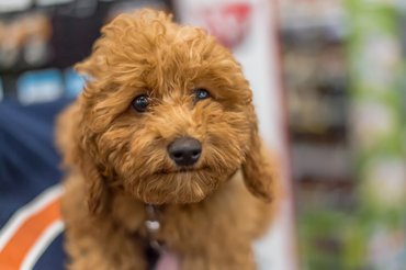 kölyök labradoodle
