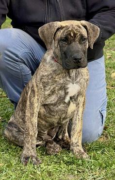 kölyök presa canario chilli con canario kennel