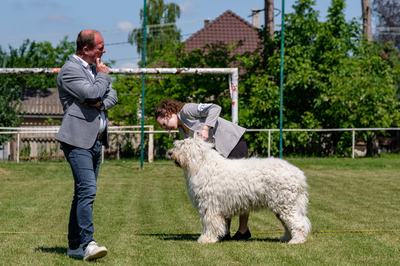 komondor