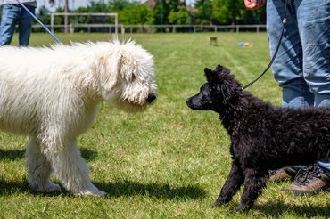 komondor és mudi