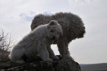 Komondorok