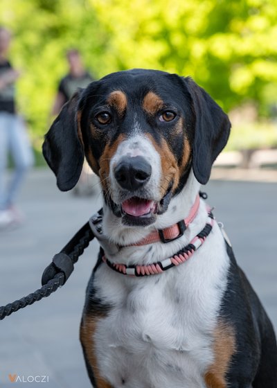 Kopó a DOGZ Fesztivál 2025 magyar kutyafajták falkasétáján