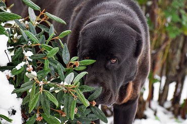 közép-ázsiai juhászkutya bokor mögött rejtőzködik
