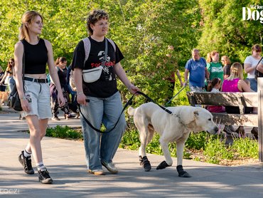 közép ázsiai juhászkutyát sétáltatnak a gazdák a DOGZ fesztiválon