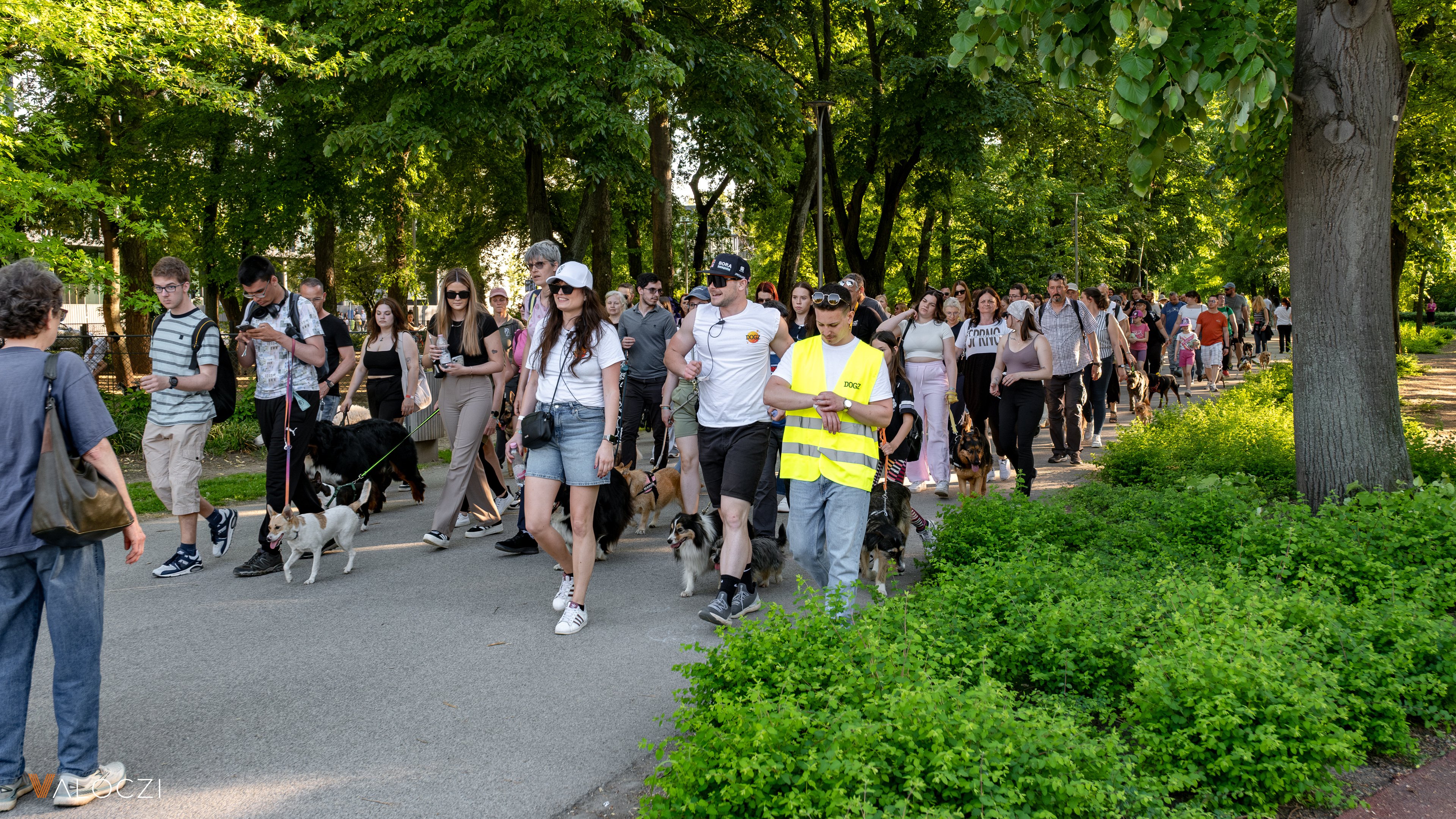 Közös falkaséta a DOGZ Fesztivál 2025-ön