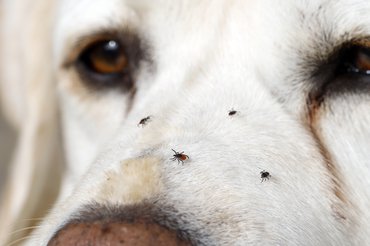 kullancsok egy labrador orrán