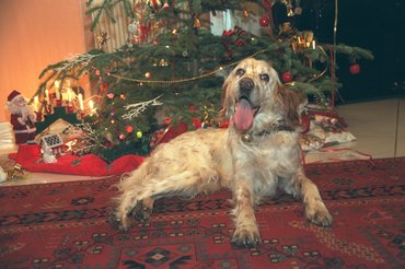 Kutya karácsonyfával