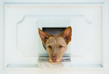 kutya néz ki a kutyaajtón