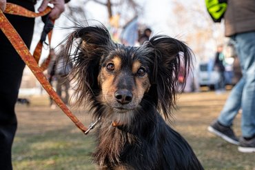 kutya a DOGZ Farsangi Falkasétáról