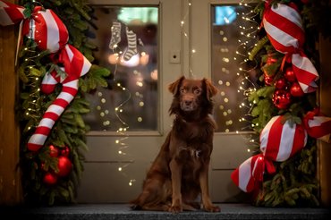 kutya a bejárati ajtóban karácsonykor