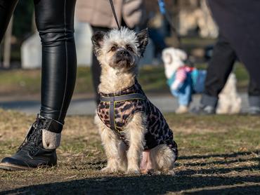 kutya a farsangi falkasétán