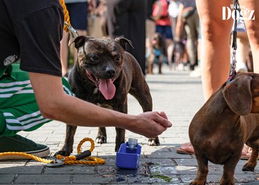 kutya a gazdájára figyel