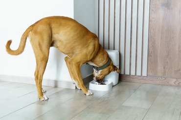 kutya automata etetőből eszik