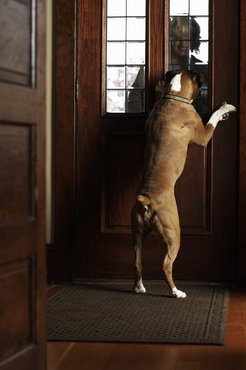 kutya az ajtónál vendég érkezik