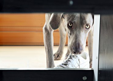 Kutya cipőt rejt el