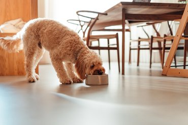 kutya egy tálból eszik