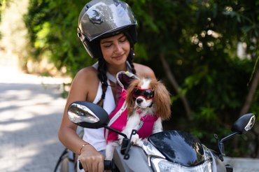 kutya hordozóban motoron