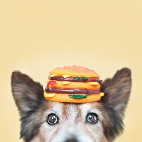 kutya játék hamburgerrel a fején
