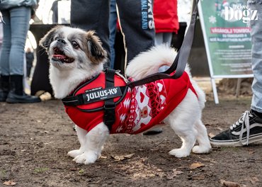 kutya karácsonyi pulcsiban