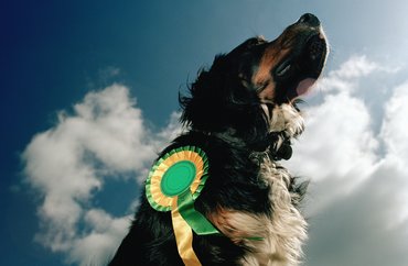 kutya kiállítási díjszalagot visel