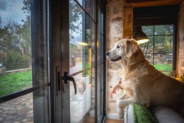 kutya kinéz az ablakon