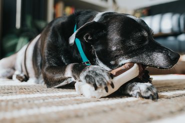 kutya műanyag játékot rág