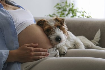 kutya odadől a terhes nő hasához
