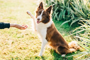 kutya pacsit ad a gazdájának