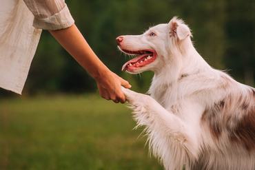 kutya pacsit ad a gazdájának