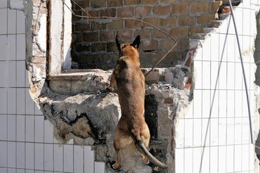 kutya romokon