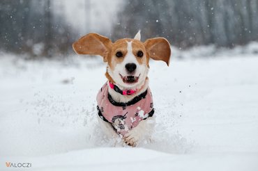 kutya szalad a hóban