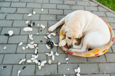 kutya szétrágta a fotelját