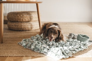 kutya szimat szőnyeggel