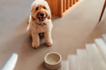 kutya üres tál előtt ül