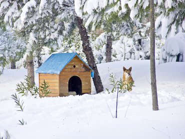 kutyaház télen és egy kutya