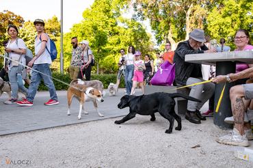 Kutyák ismerkednek a DOGZ Fesztivál közös falkasétáján