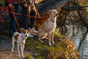 Pórázon tartott kutyák ülnek a vízparton.