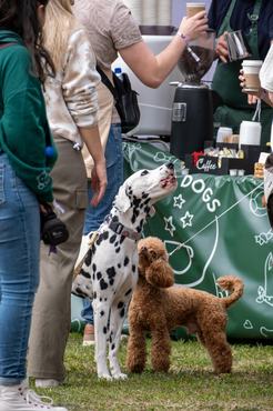 kutyák a dogz fesztiválon 2026