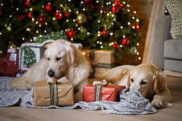 kutyák a karácsonyfánál