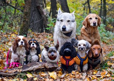 kutyák az őszi erdőben